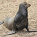 lion_sea_galapagos_san_h_0147_ecu2344.jpg